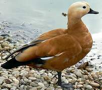 Ruddy Shelduck