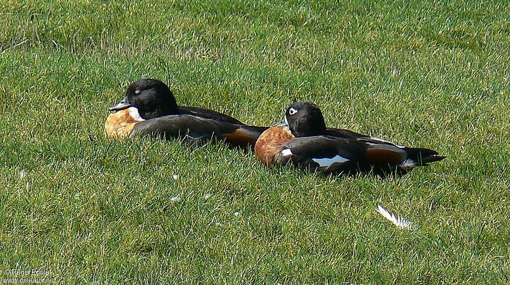 Australian Shelduck adult