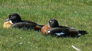 Australian Shelduck