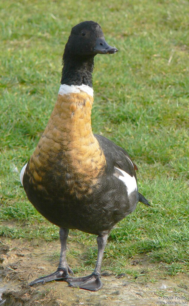 Australian Shelduck male adult