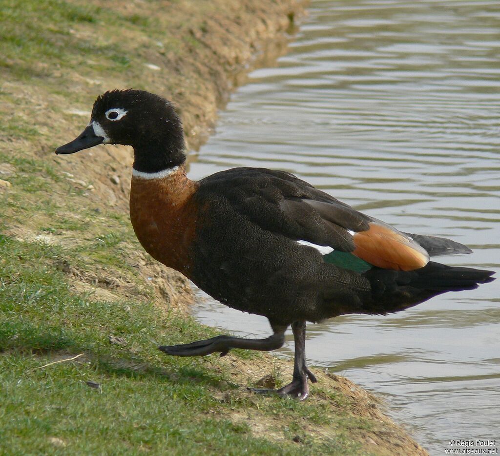 Tadorne d'Australie femelle adulte