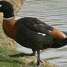 Tadorne d'Australie