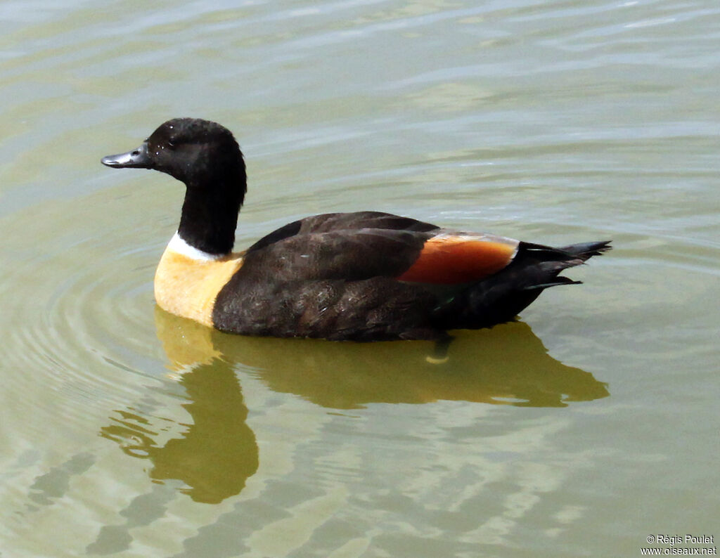 Tadorne d'Australie mâle adulte, identification