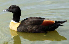 Australian Shelduck