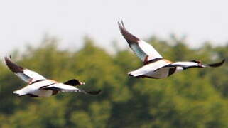 Common Shelduck