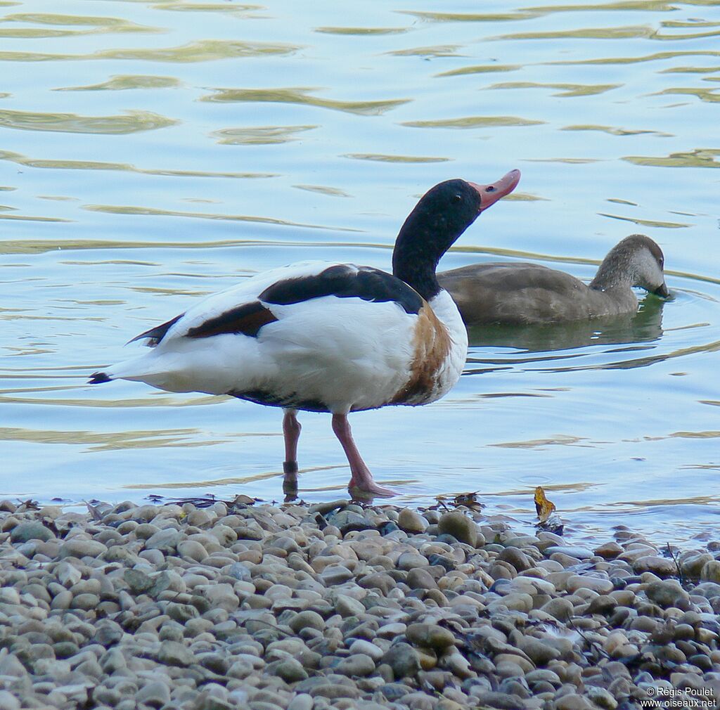 Common Shelduck