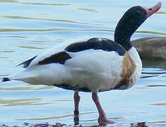 Common Shelduck