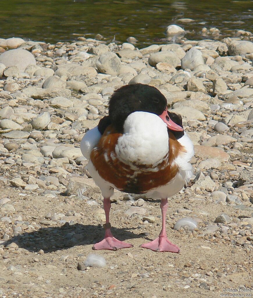 Common Shelduck female