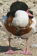 Common Shelduck