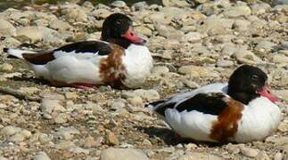 Common Shelduck