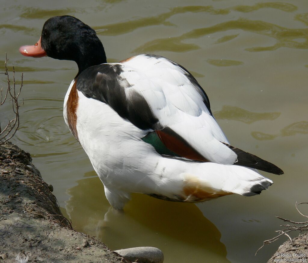 Common Shelduck female adult