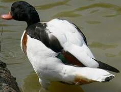 Common Shelduck