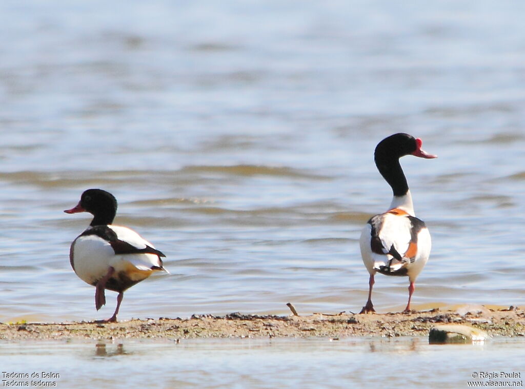 Common Shelduck adult breeding, Behaviour