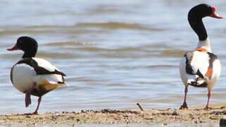 Common Shelduck