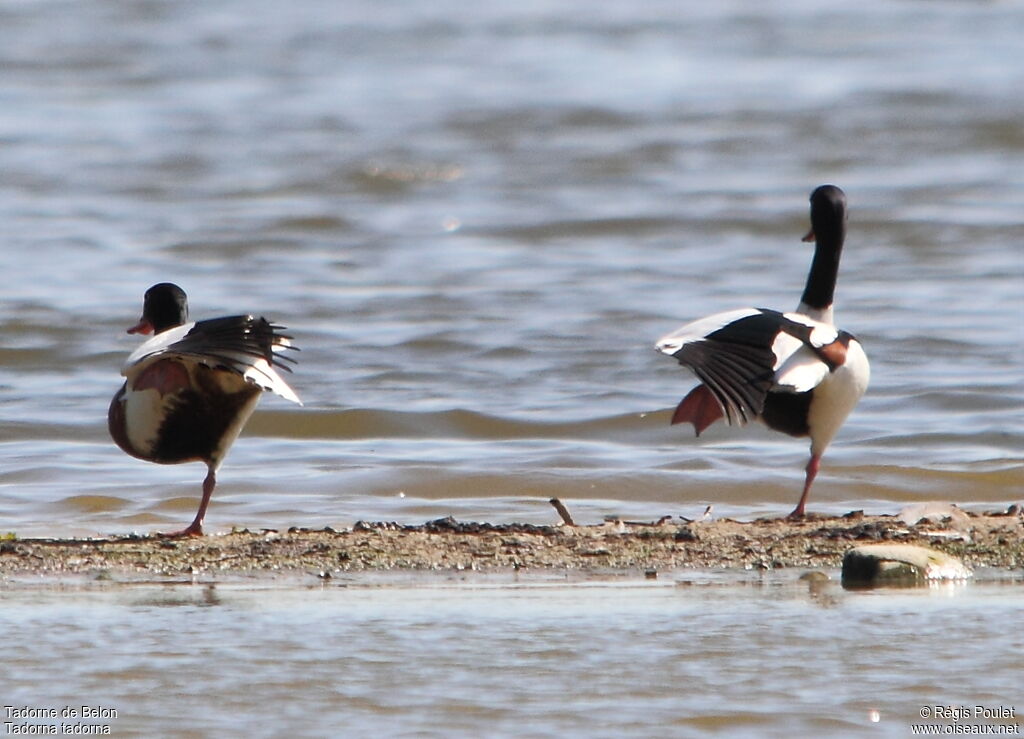 Common Shelduck , Behaviour