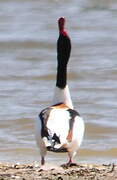 Common Shelduck