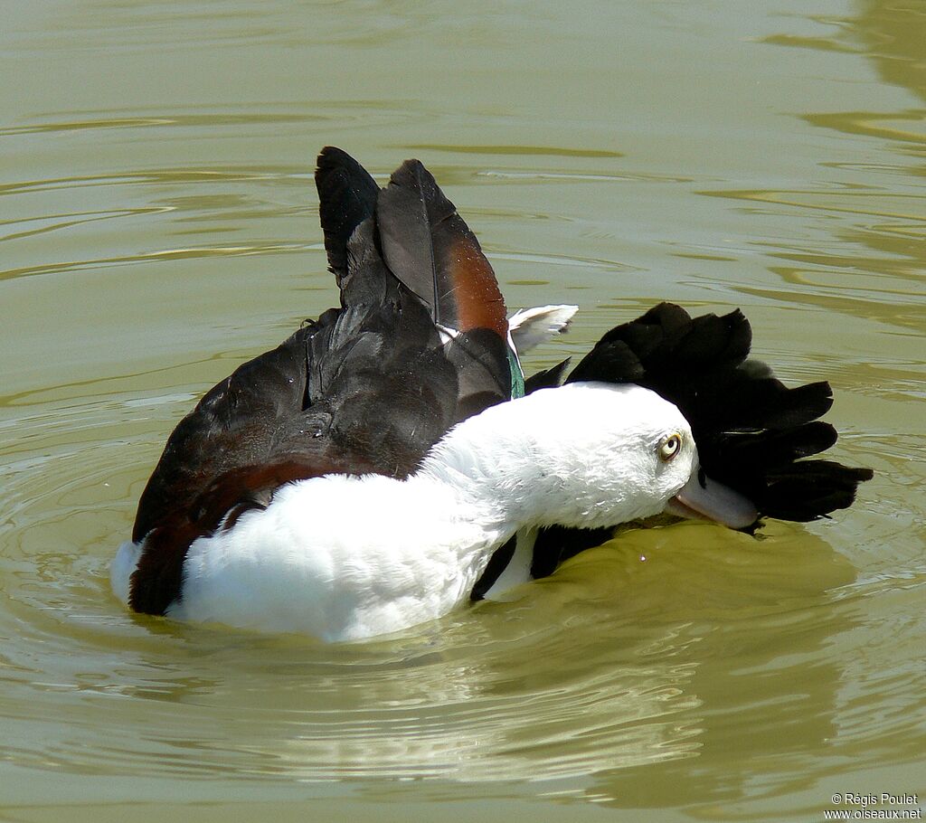 Radjah Shelduckadult