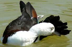 Radjah Shelduck