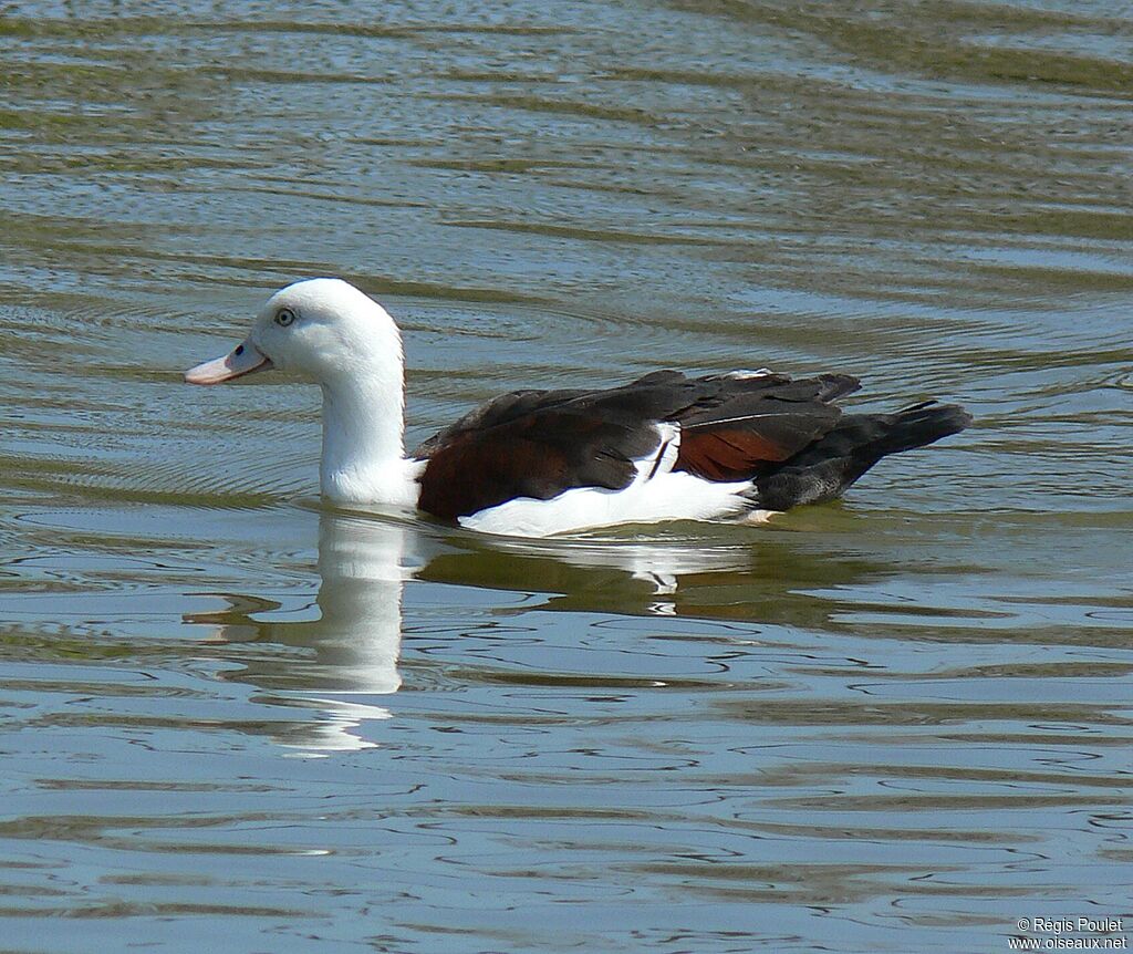 Radjah Shelduck