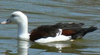 Radjah Shelduck