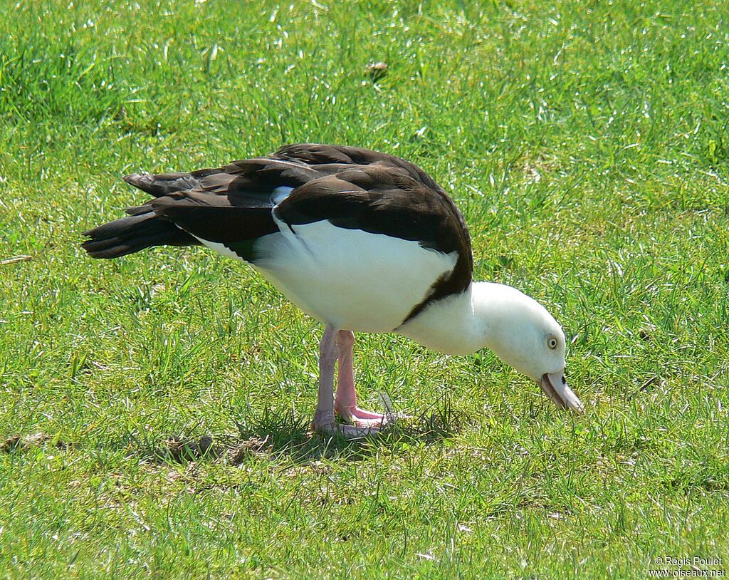 Raja Shelduck