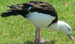 Raja Shelduck