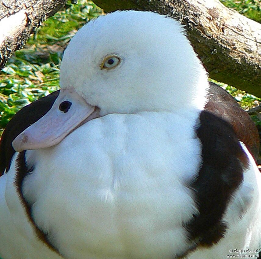 Raja Shelduck