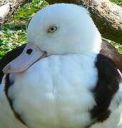 Radjah Shelduck