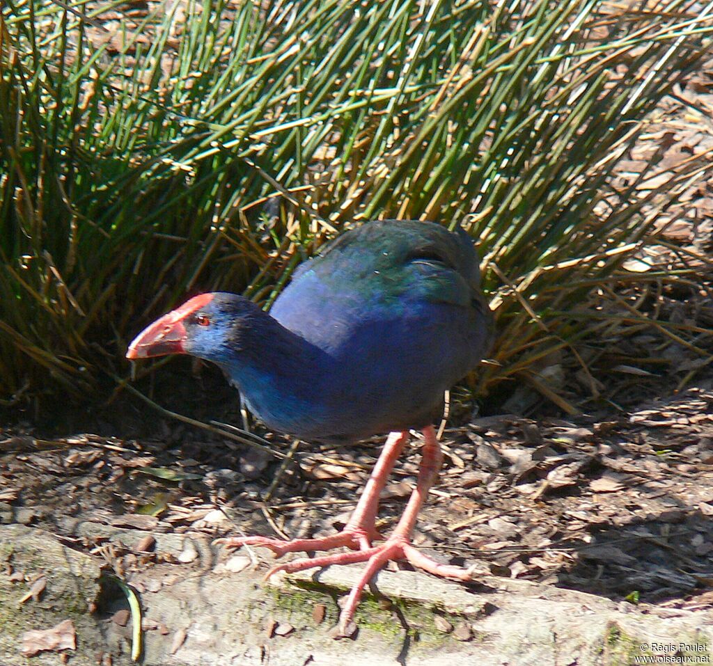 Western Swamphen