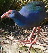 Western Swamphen