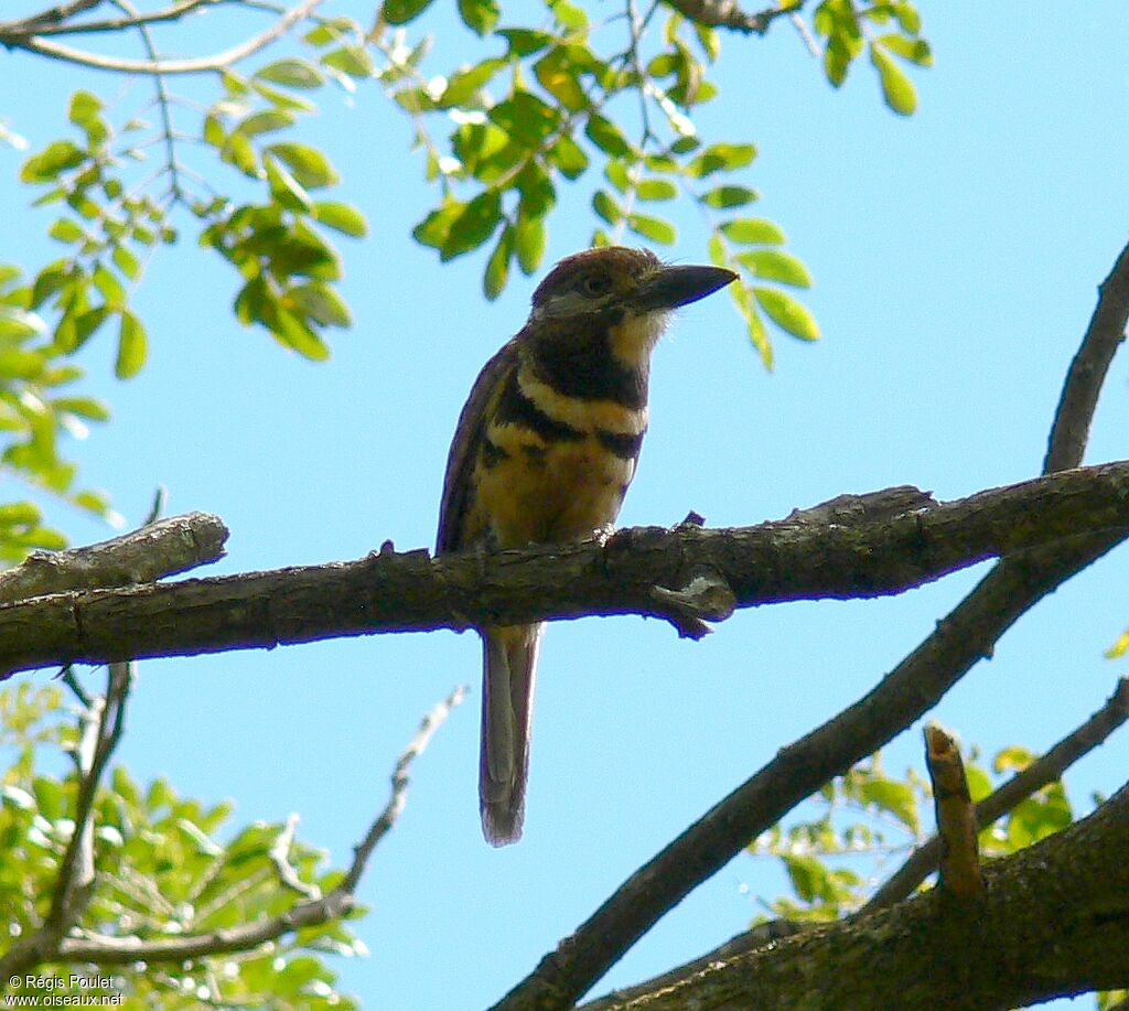 Tamatia bifasciéadulte