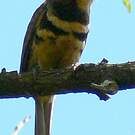 Tamatia bifascié