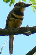 Two-banded Puffbird