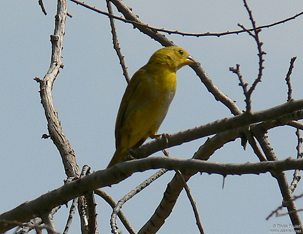 Tangara à camailimmature, identification