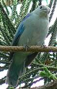 Blue-grey Tanager