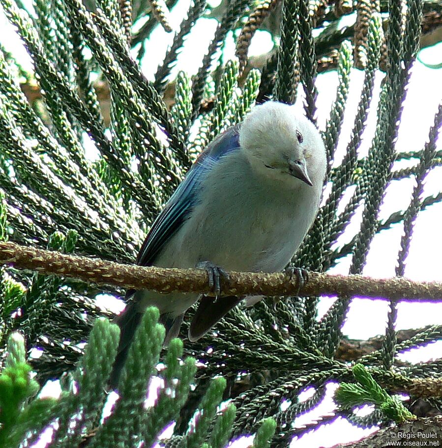 Blue-grey Tanager