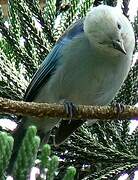 Blue-grey Tanager