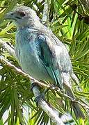 Glaucous Tanager