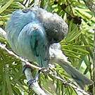 Tangara glauque