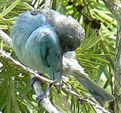 Tangara glauque