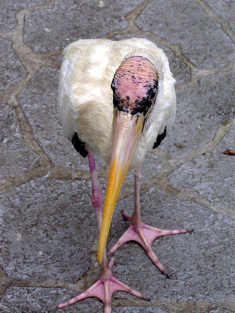 Milky Stork