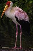 Painted Stork