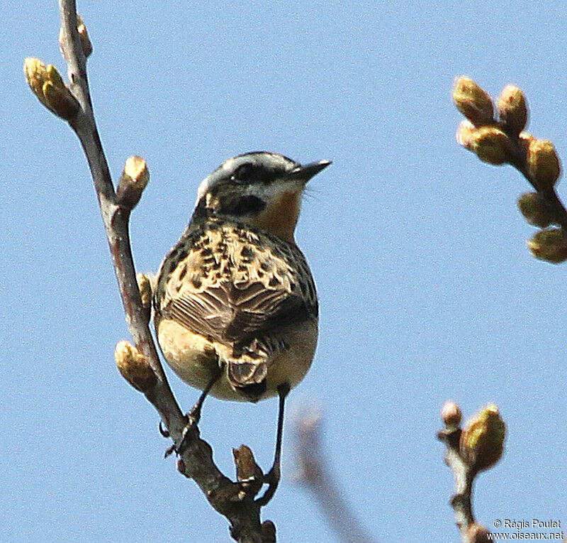 Whinchat male adult breeding, identification