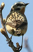 Whinchat