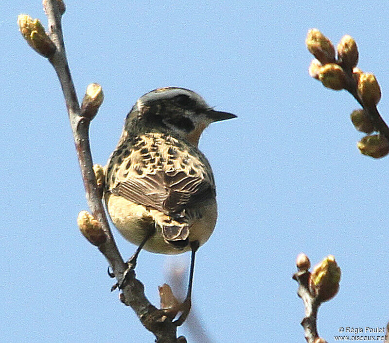 Whinchat male adult breeding