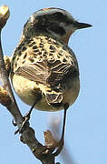 Whinchat