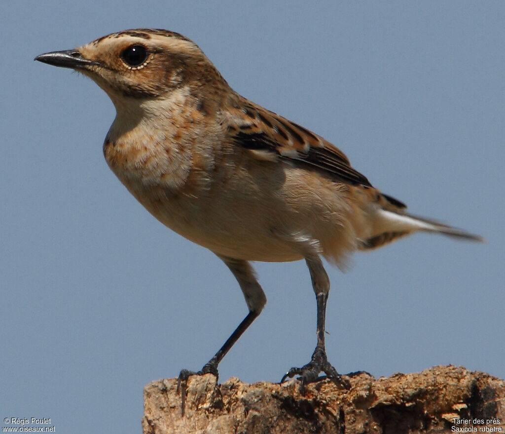 Whinchat