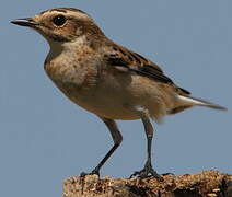 Whinchat