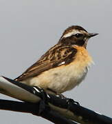 Whinchat