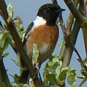 European Stonechat